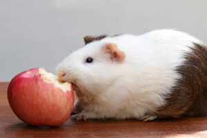 guinea-pig- eat-apple