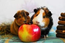 Guinea-pigs-can't-consume-apple-seeds