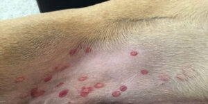 dog-has-Lyme-disease